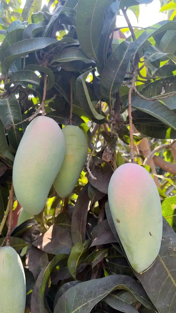 Mangga kiojay, harum manis, mahathir