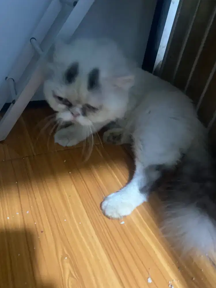 Kucing flatnose