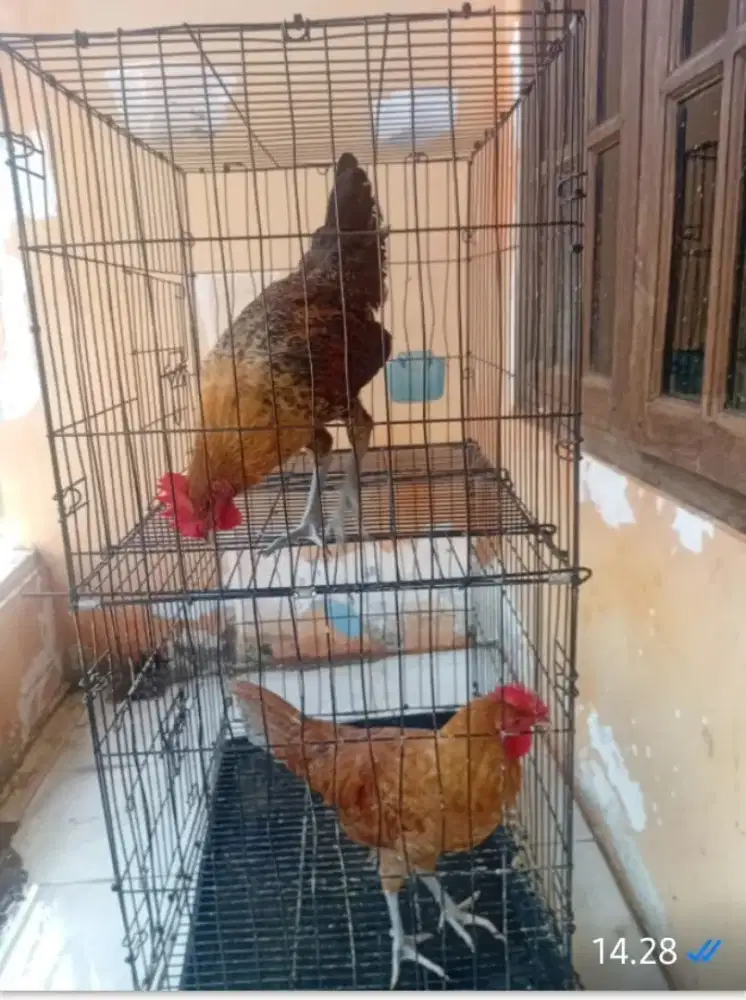 Jual borongan ayam arab dan kandangnya