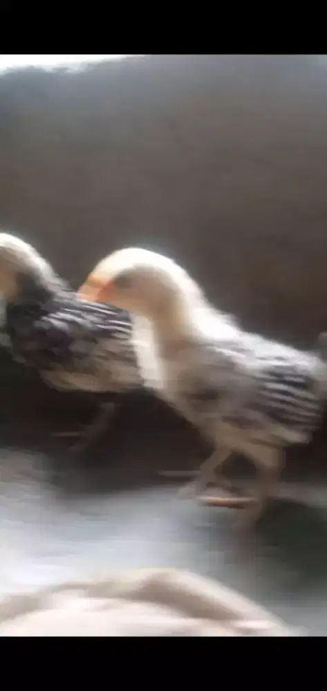 Ayam batik itali