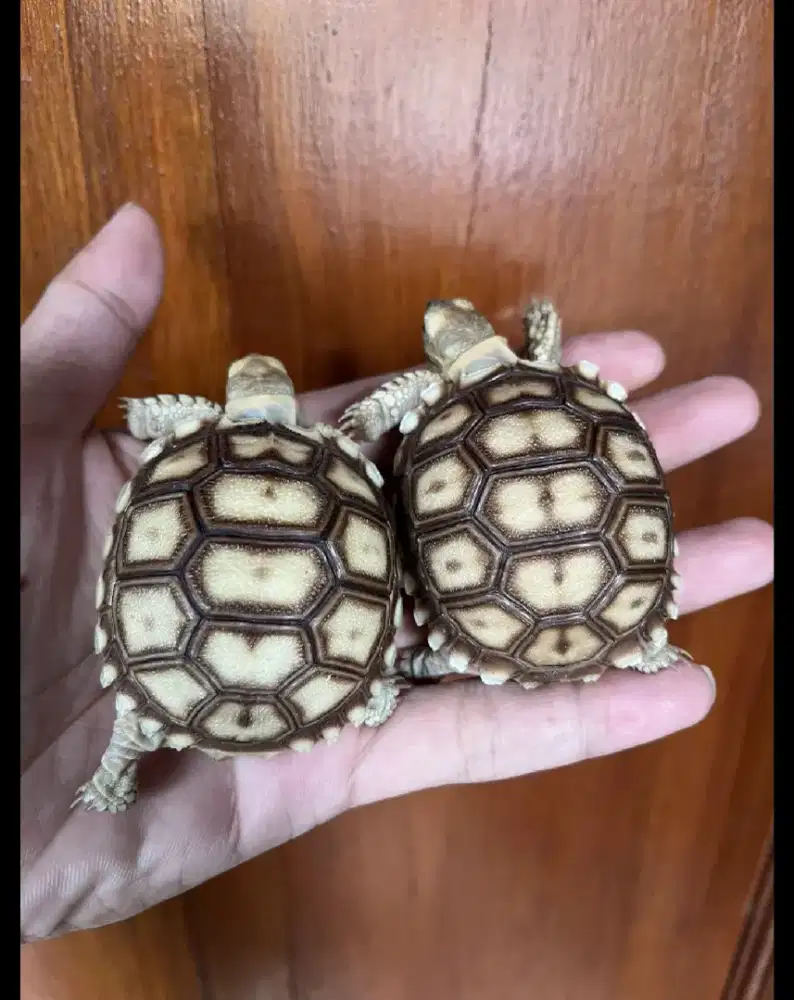 SULCATA 6CM FREE PELET