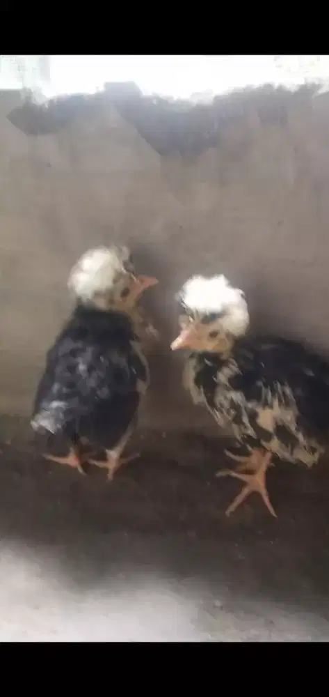 Ayam Poland white crested