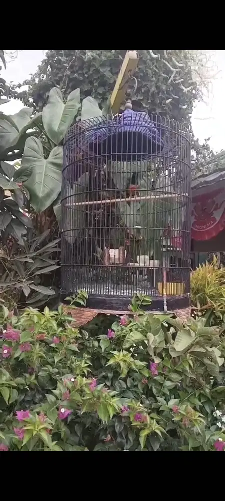 Murai Batu Juara 5 kontes
