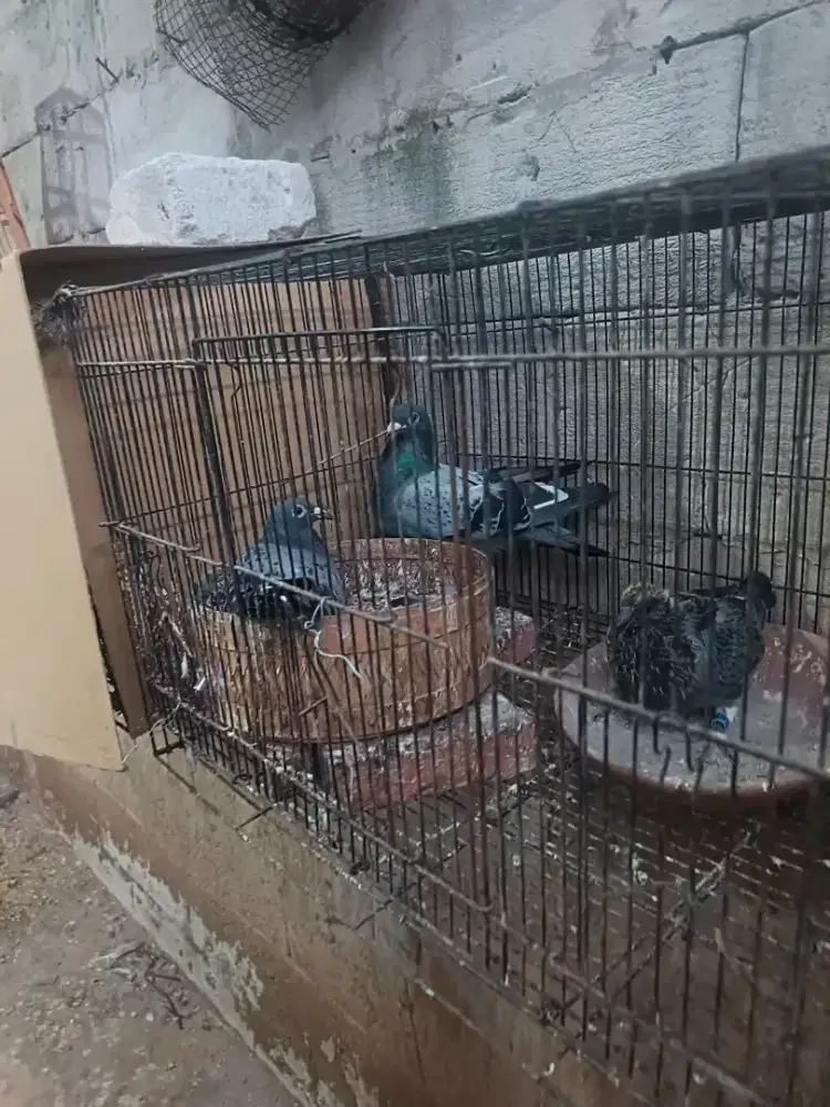 Merpati pos sama piyik