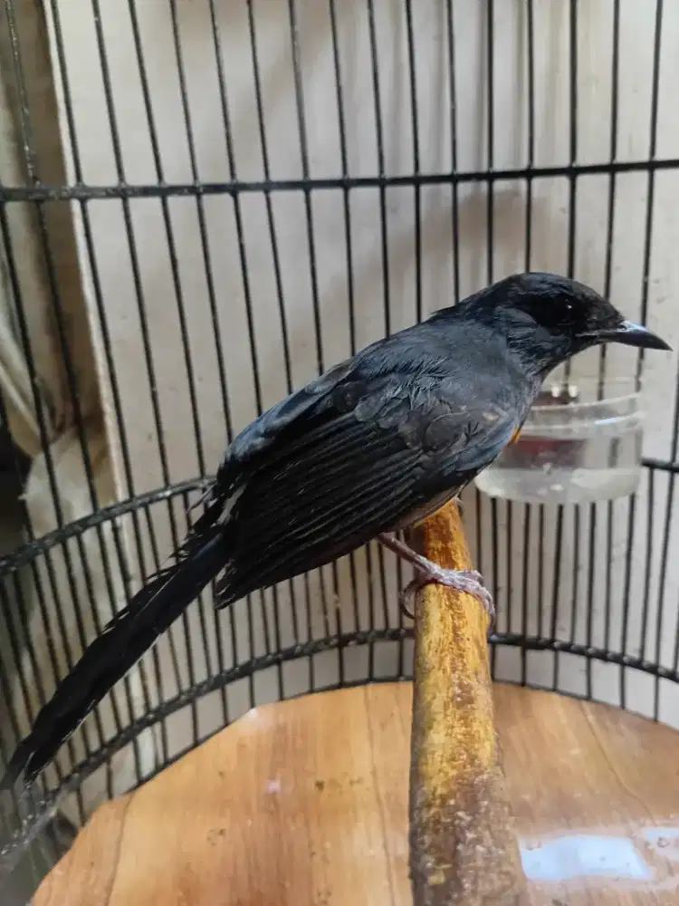 Murai batu betina kaki hitam