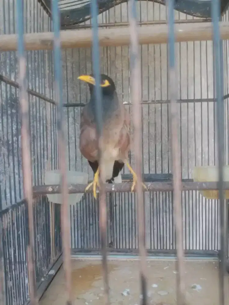 jalak batam gacor