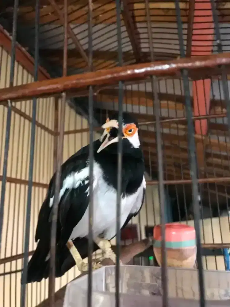 jalak suren gacor
