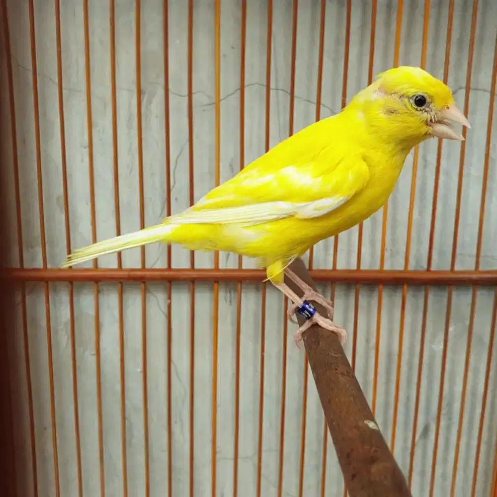 Kenari kuning betina dara