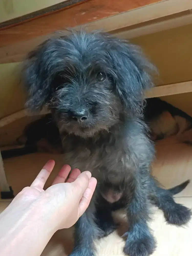 FREE ANAK ANJING