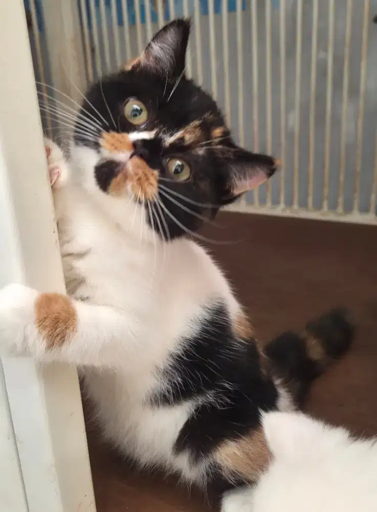 Kitten Calico British Shorthair BSH x Ragdoll