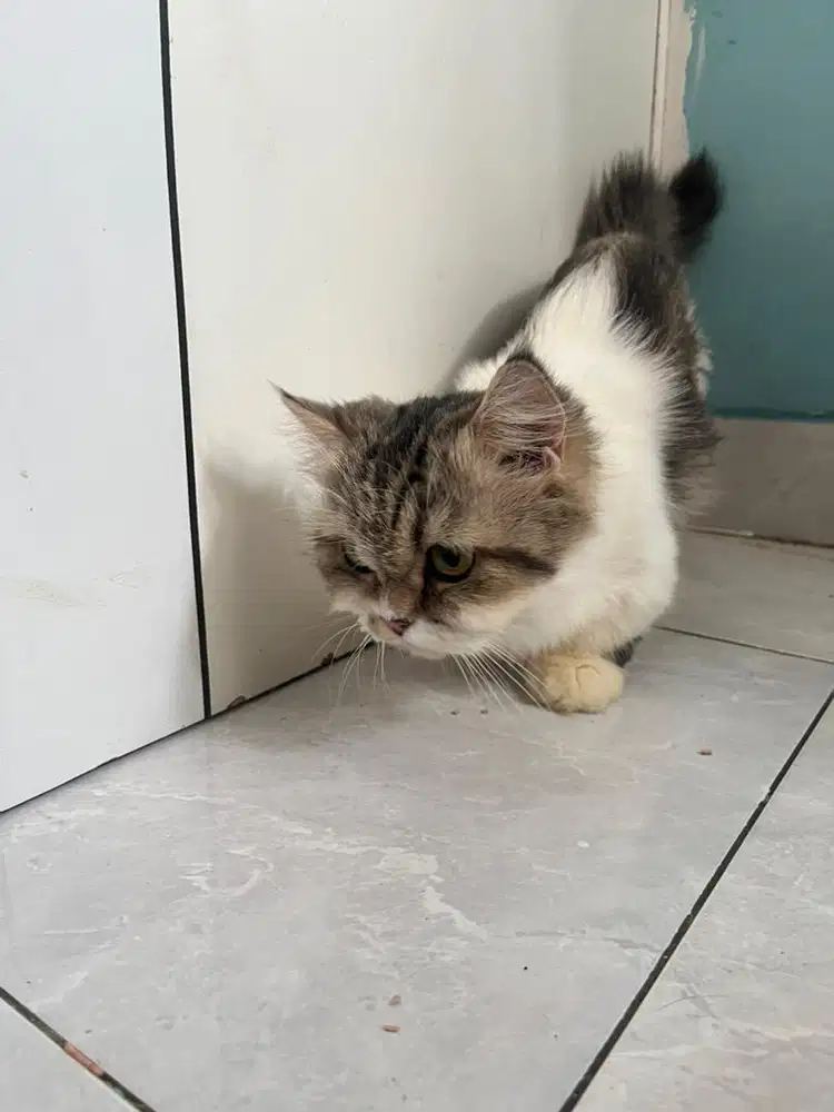 kucing munchkin / cebol