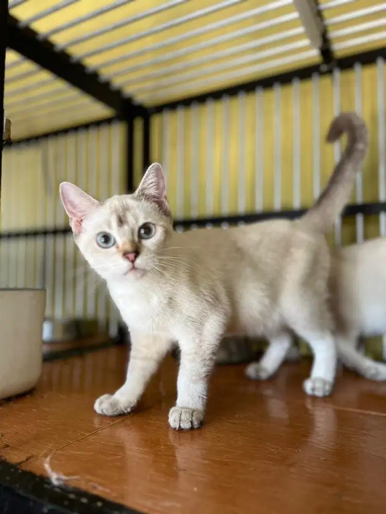 Jual scottish fold dan scottish stright