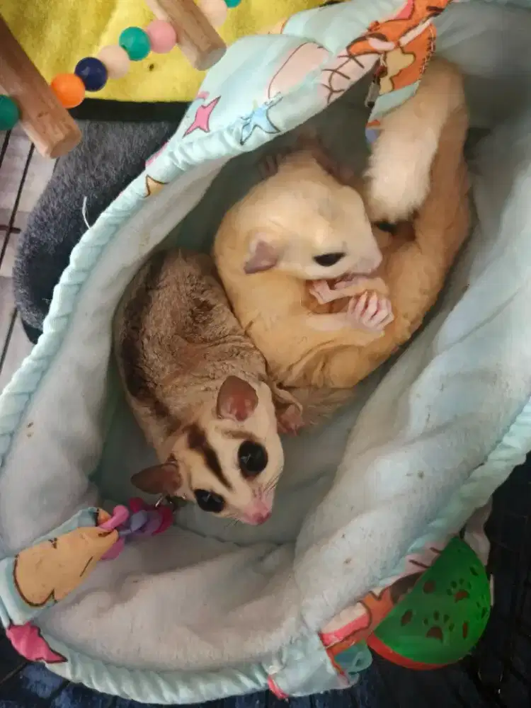 Jual Rugi ( Bu ) SUGAR GLIDER