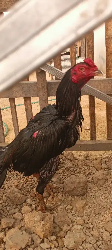 Ayam Bangkok pama x BK Clasik