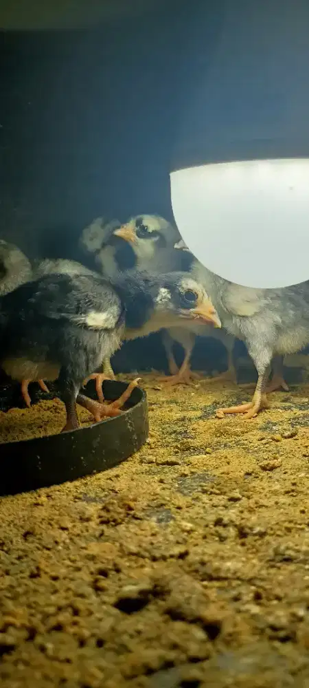 Anak ayam Bangkok