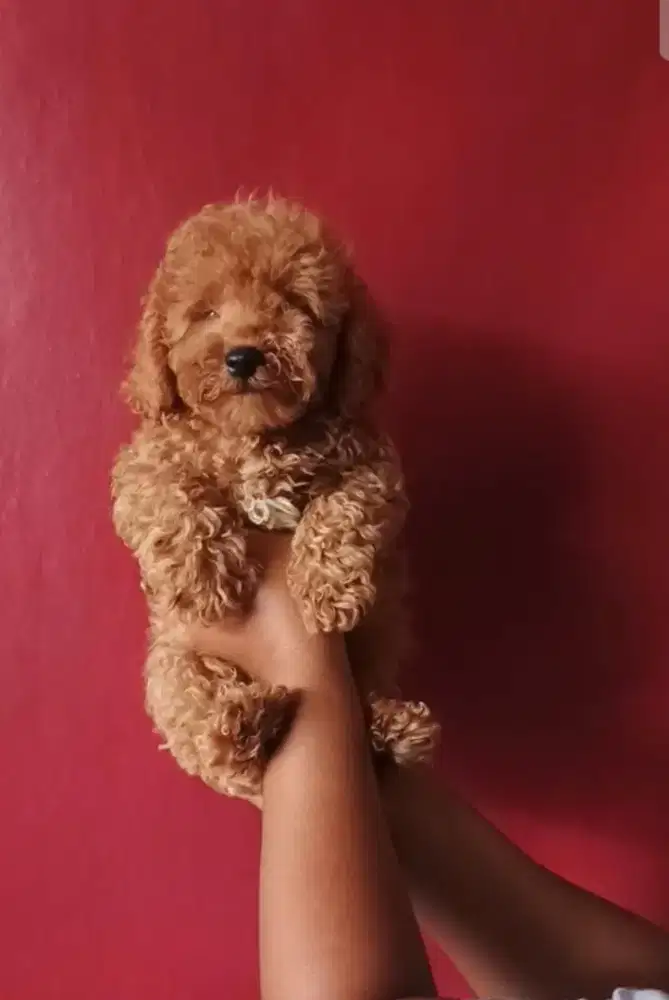 Red toy poodle jantan