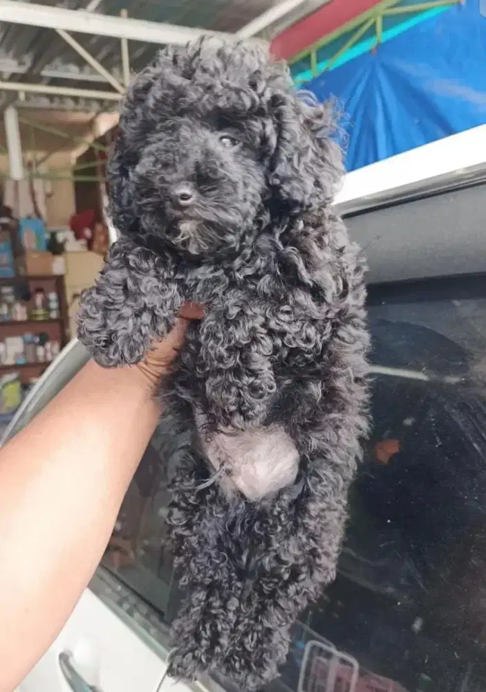 Black toy poodle jantan
