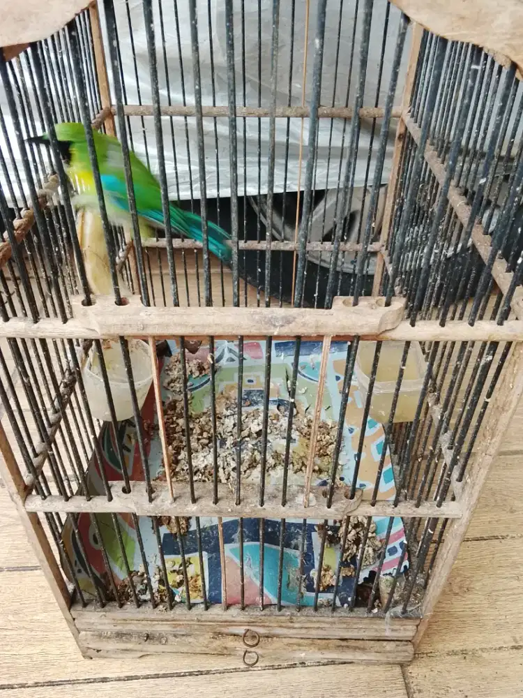 Jual burung cak RTNG