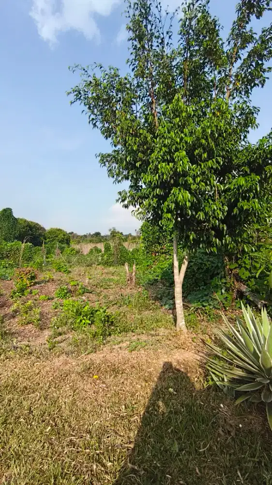 Dijual Tanah Milik Pribadi, SHM