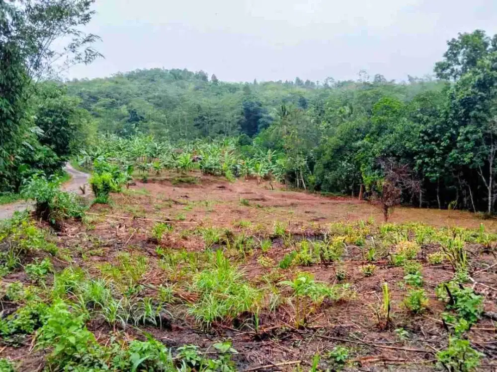 Tanah Kebun Murah Pinggir Jalan Desa
