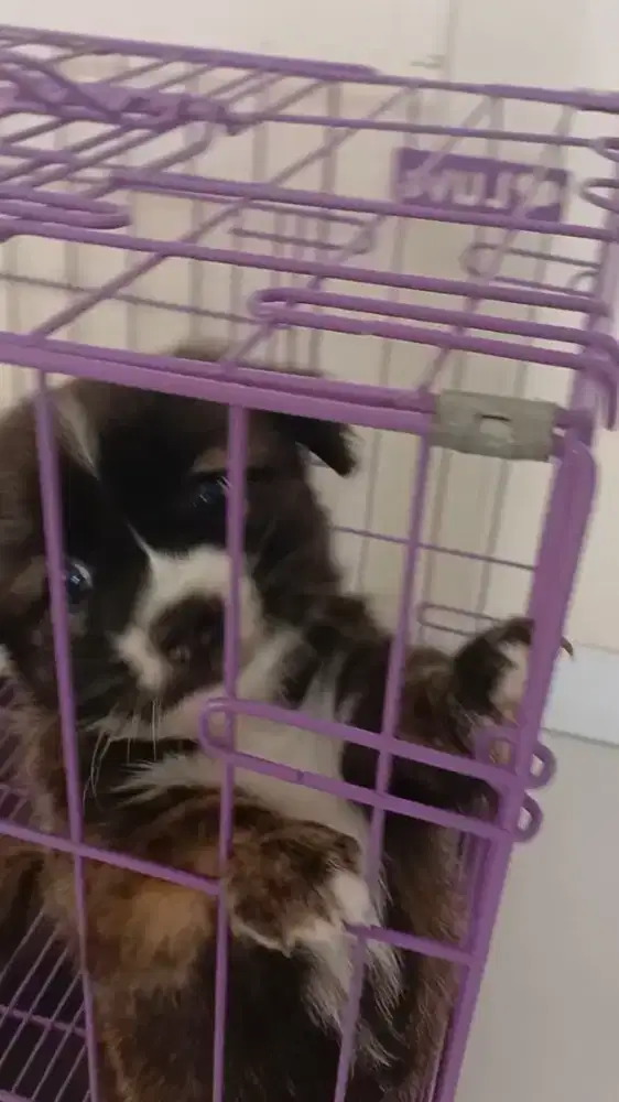 Anak Anjing Super Lucu