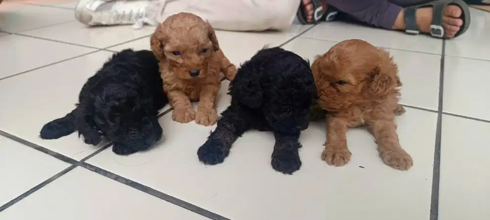 Anjing PUPPY POODLE FAWN, BLACK, NON STB