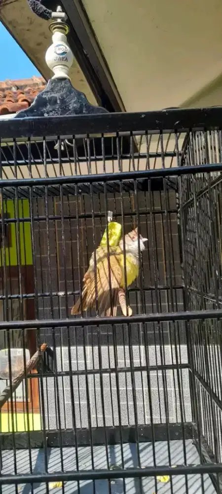 cucak jenggot jawa gacor minus kuku dikit