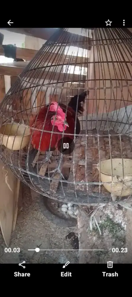 Jual ayam alas pulset