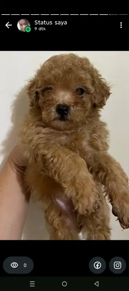 Anakan maltipo(maltese mix poodle) betina semua 2 bulan
