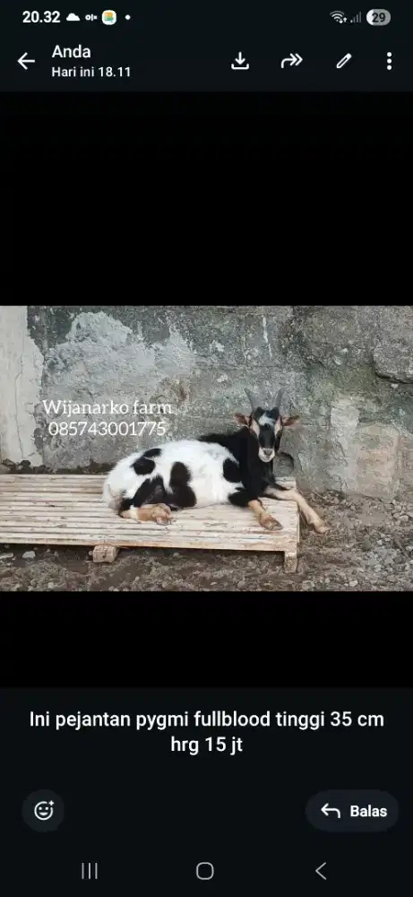 Kambing hias minii pygmi goat