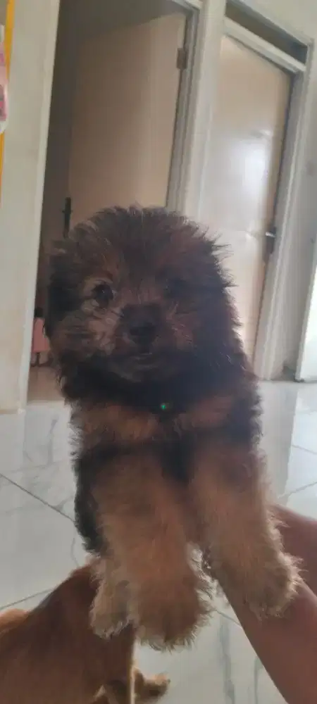 Pomapo jantan Lucu