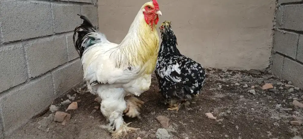 Ayam hias brahma indukan
