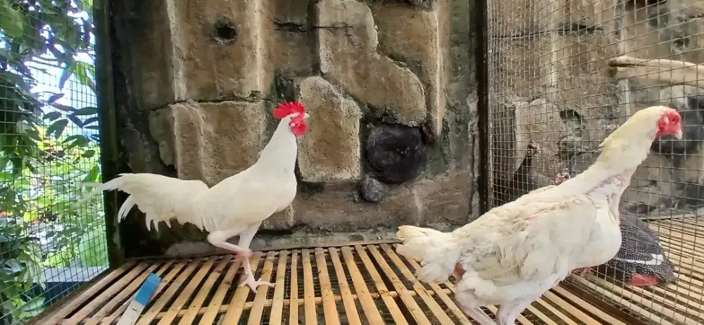 Ayam hias putih mulus tembus betina