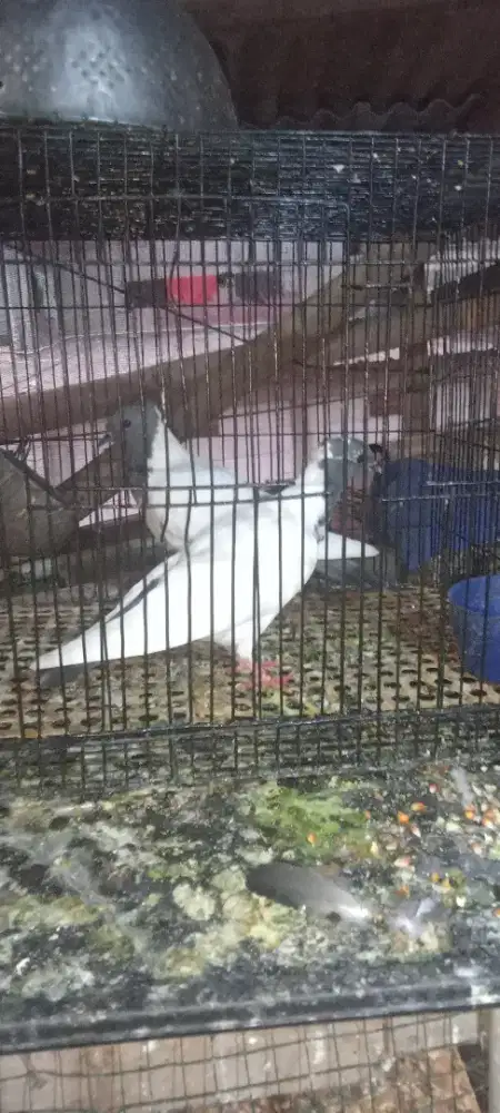 Kandang besi 2 buah