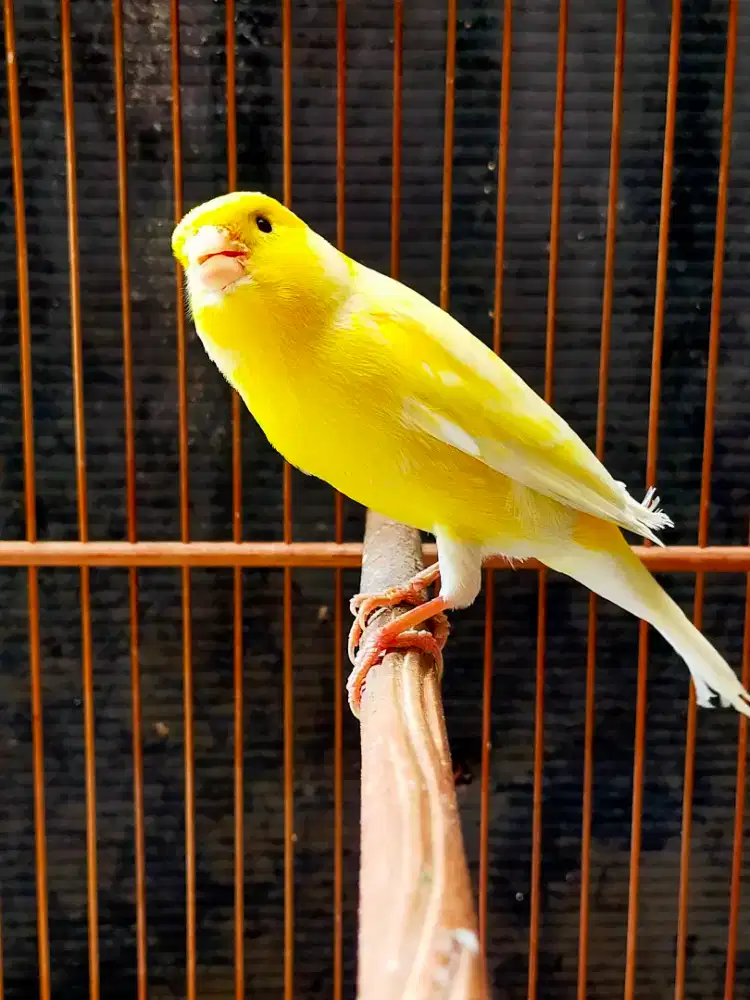 Burung kenari lokal super gacor door