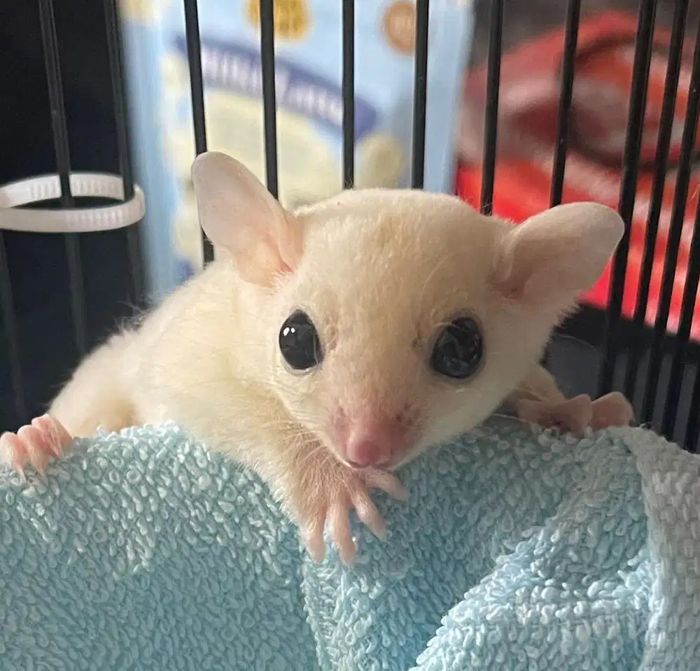 Sugar Glider Leucistic Betina