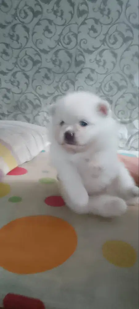Dijual Baby Dog Pomeranian Jantan – Lucu, Montok & Menggemaskan!