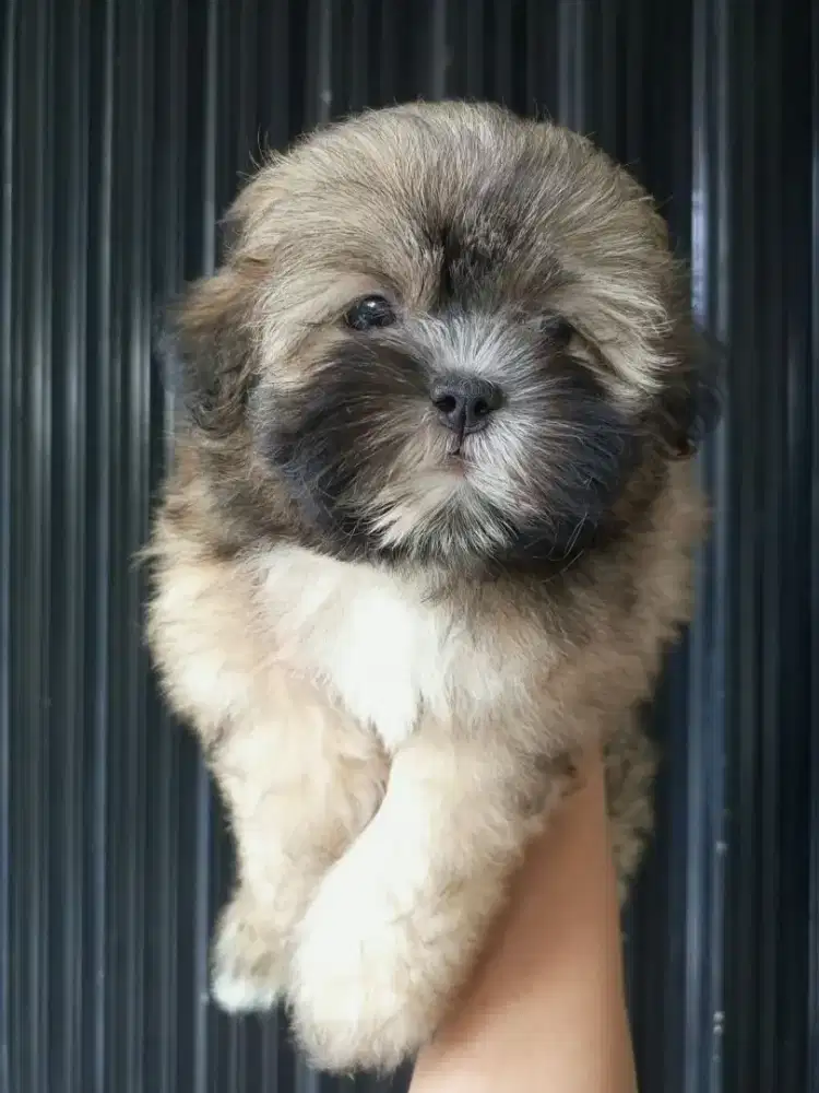 SHIHTZU MIX POODLE/ SHIPOO