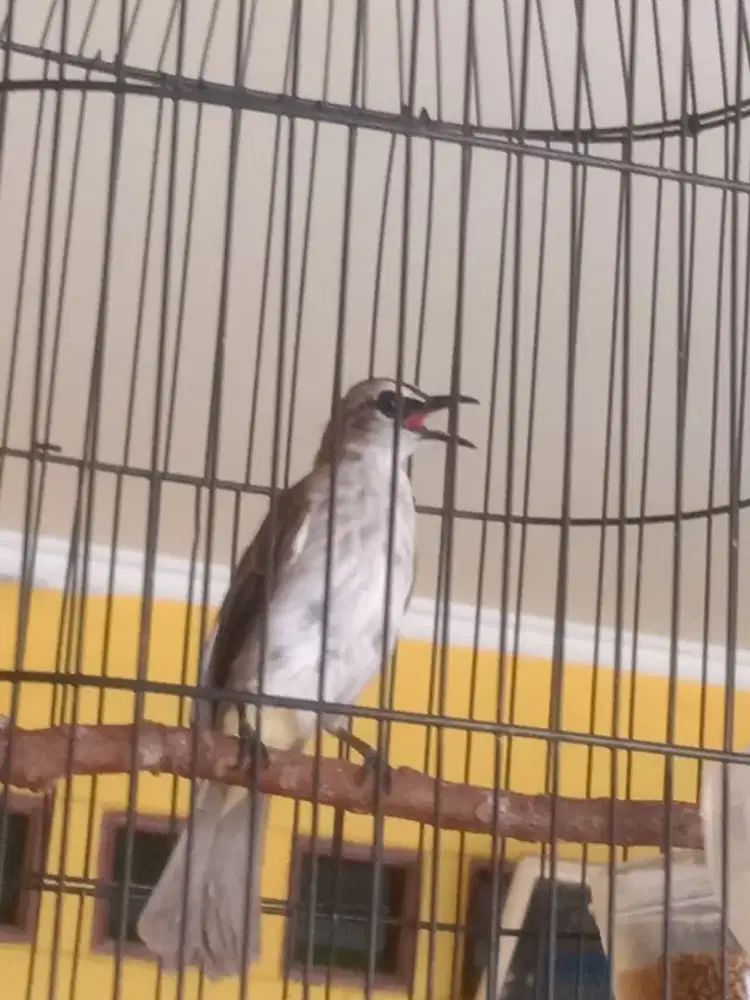 Jual Burung Crukcukan