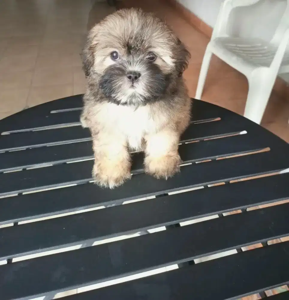 Shihtzu mix poodle. / shipoo