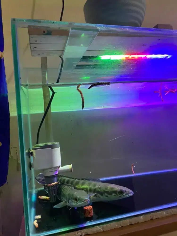 Ikan Gabus Channa Toman Tomang dan Aquarium Akuarium Full Set