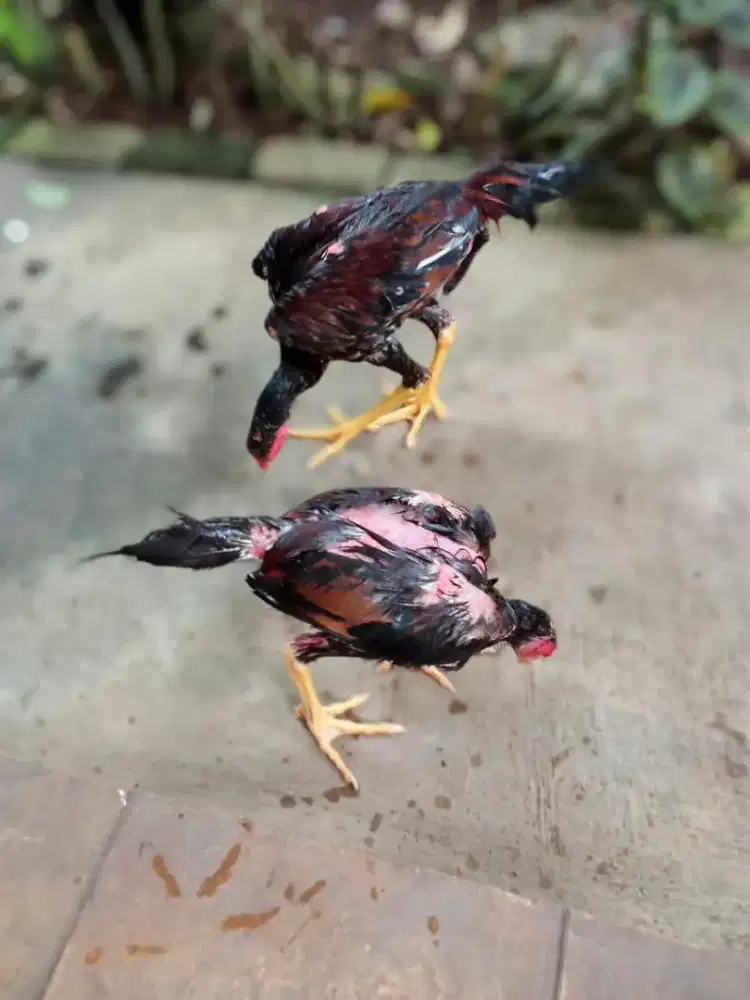 Ayam Bangkok x phakoy brakot  trah bagus