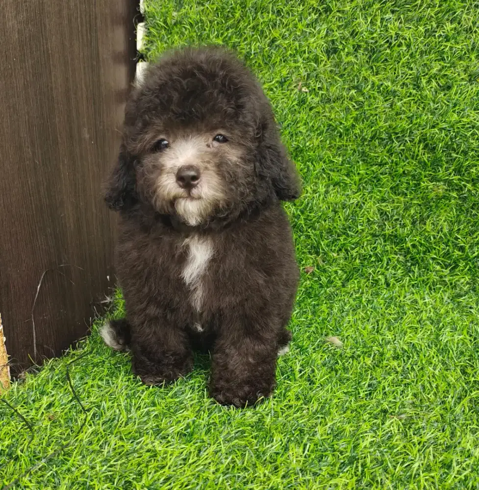 Tiny poodle silver Jantan