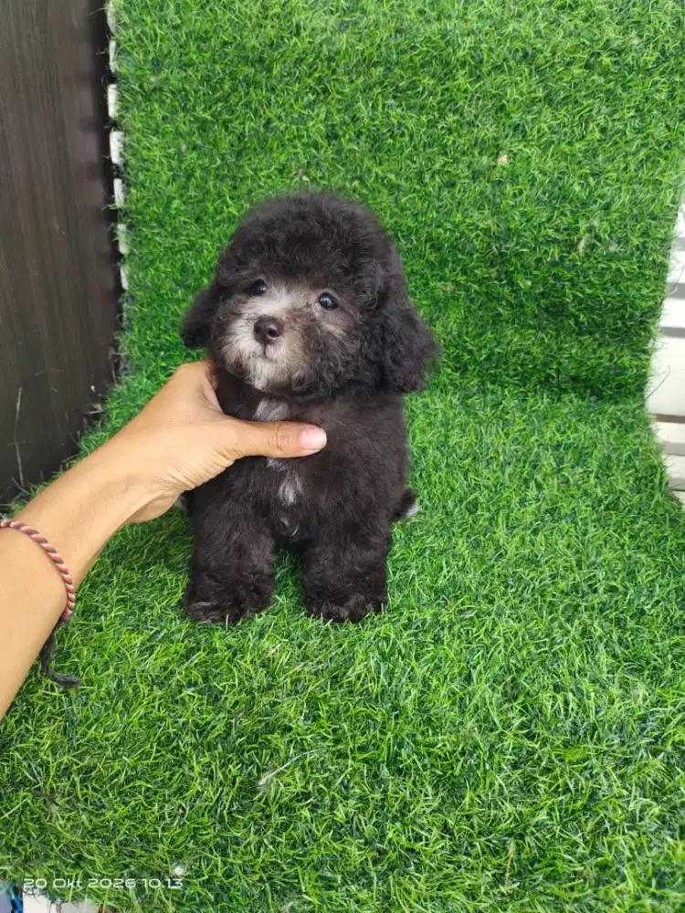 Female Tiny silver Poodle