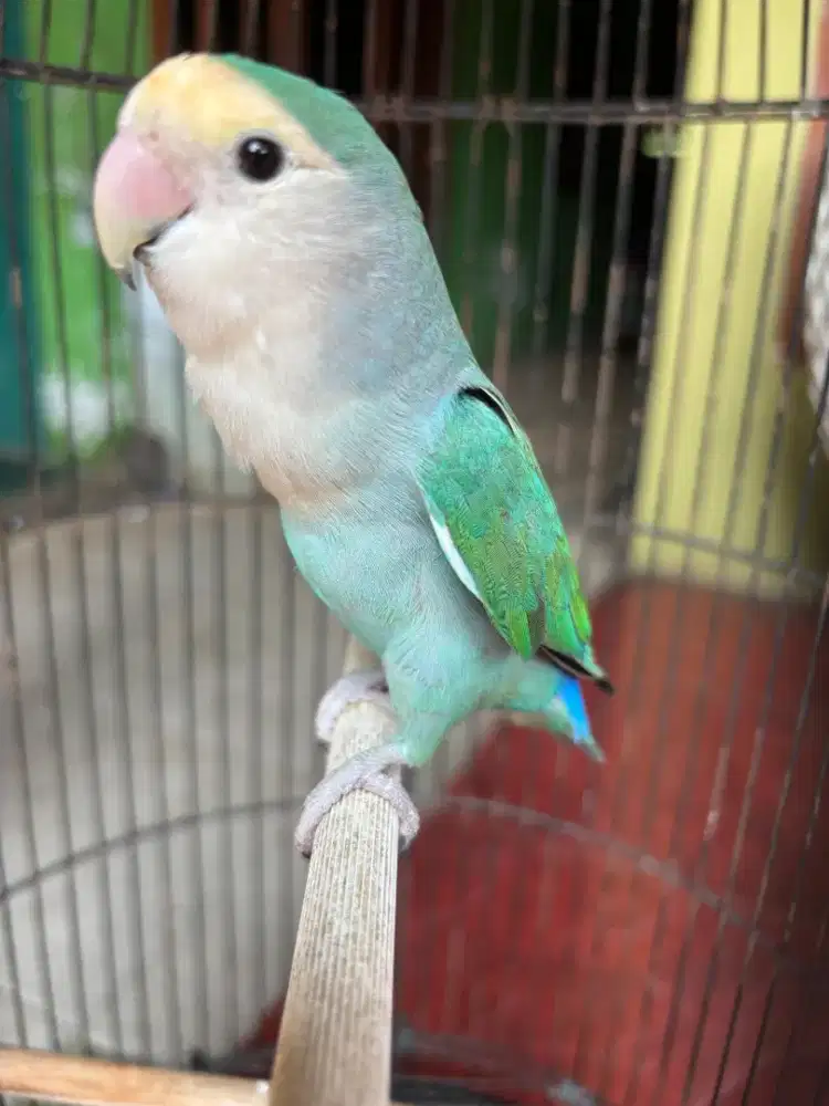 Love Bird NK plus Kandang