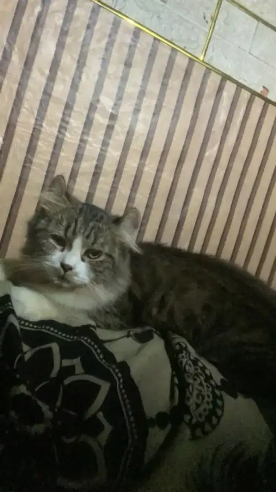 American curl+box