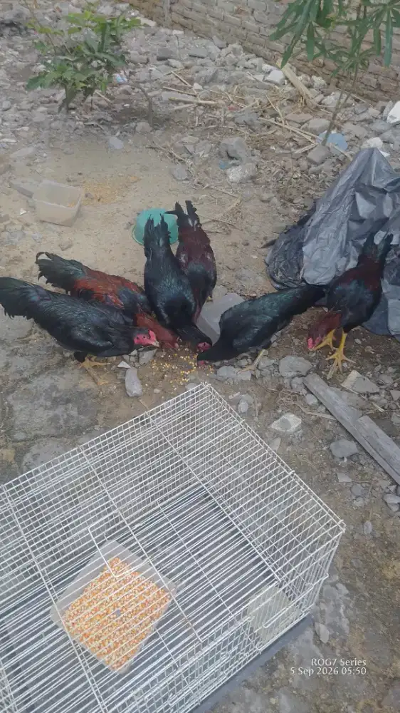 Ayam Jago hitam dan merah
