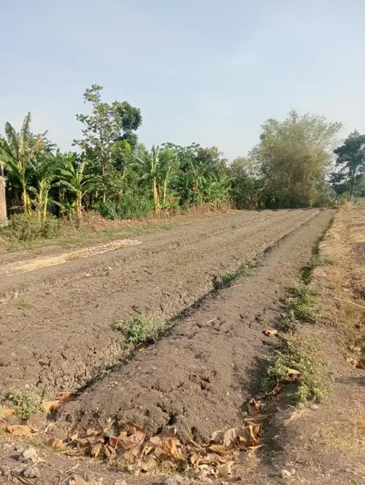 Dijual tanah kebun cocok untuk investasi
