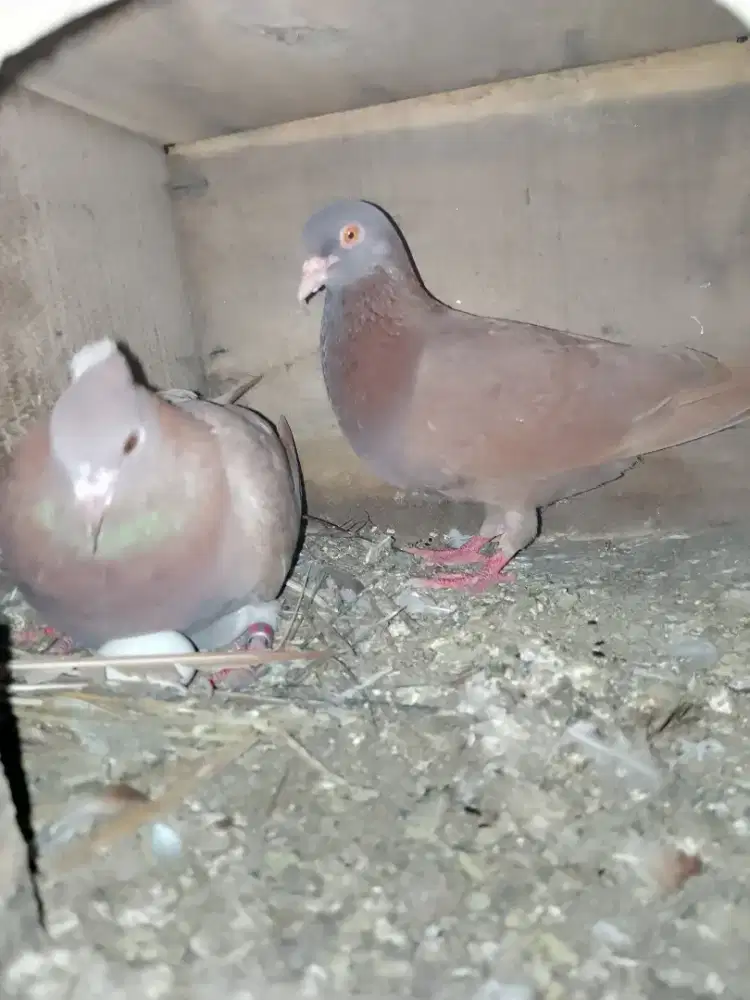 Sepasang induk merpati