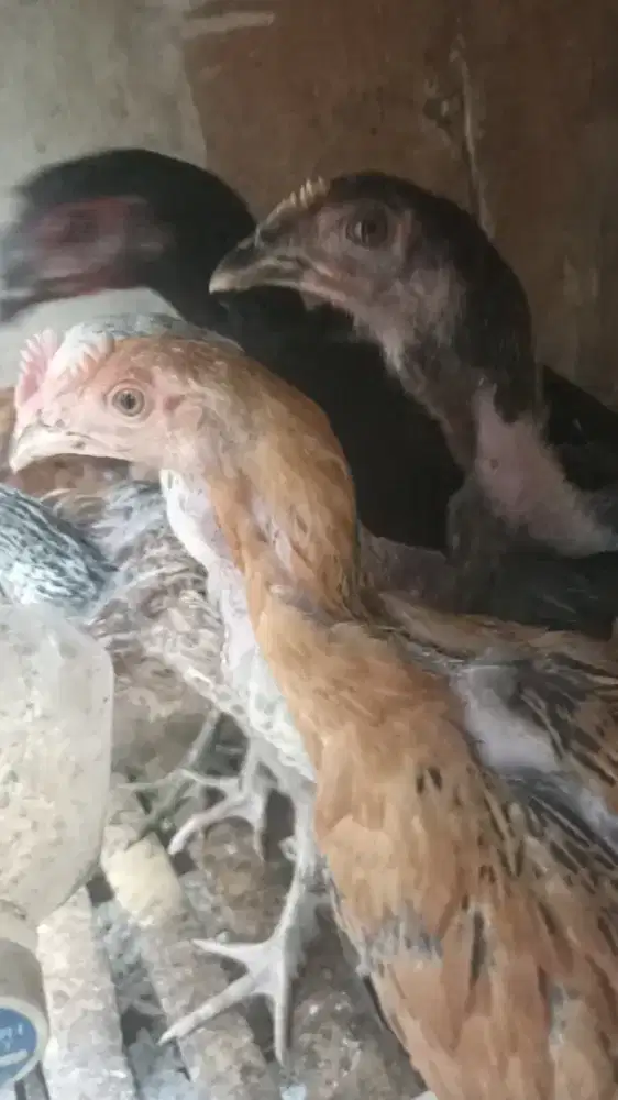 Ayam bangkok Birma telor biru